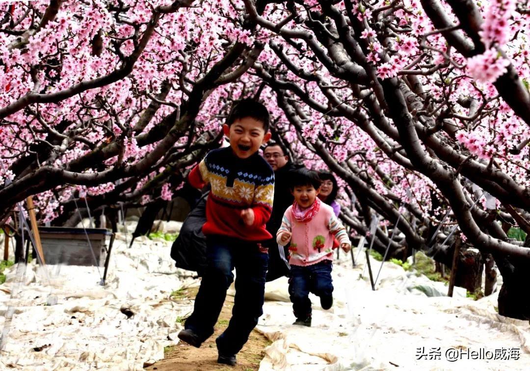 探寻桃花最新地址，一场春天的旅程