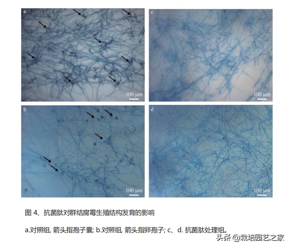 孢子最新研究进展及其广阔应用前景