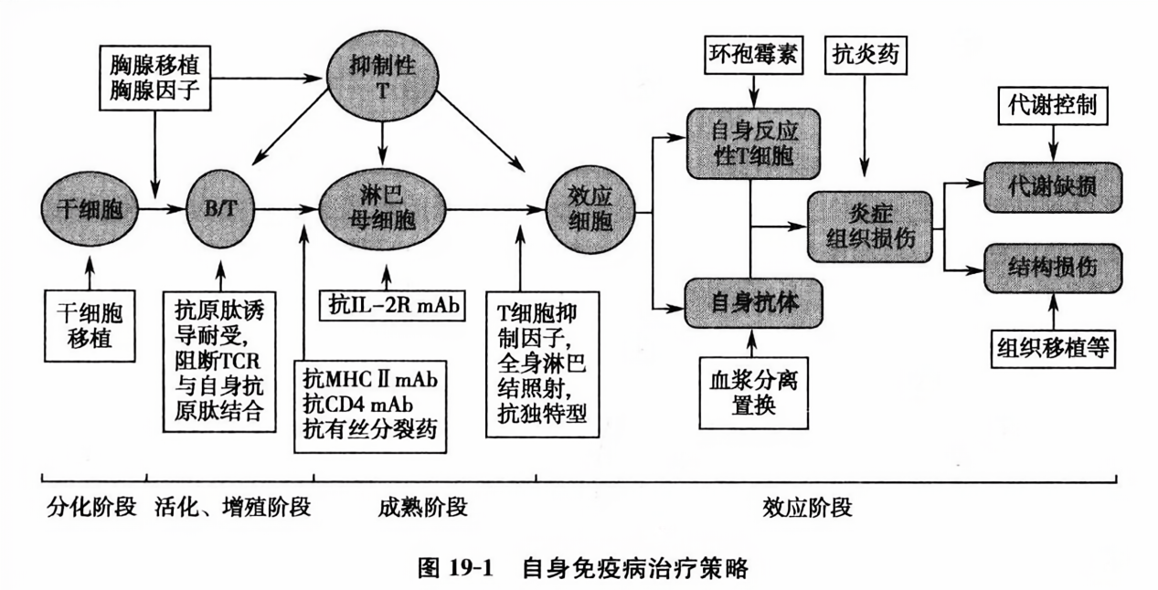 最新免疫疗法，重塑健康的明日之光