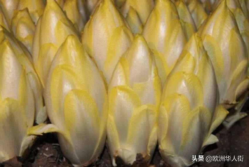 大白菜最新版种植技术、营养价值及广阔应用前景展望