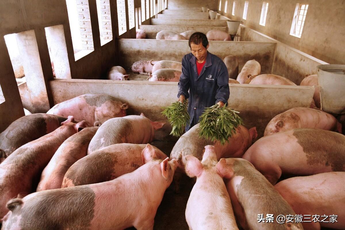 今日生羊价格行情分析与趋势预测